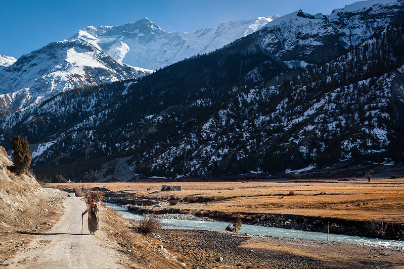 A local Nepalese woman carries home firewood in the afternoon outside of Braka, Manang, Nepal.