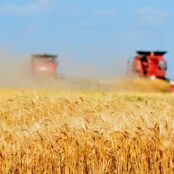 Wheat harvest in the Texas Panhandle
