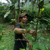 Tasuri, former wildlife, and wood hunter taking care of a coffee tree that grows wild in a tropical rain forest in Pekalongan, Central Java, Indonesia