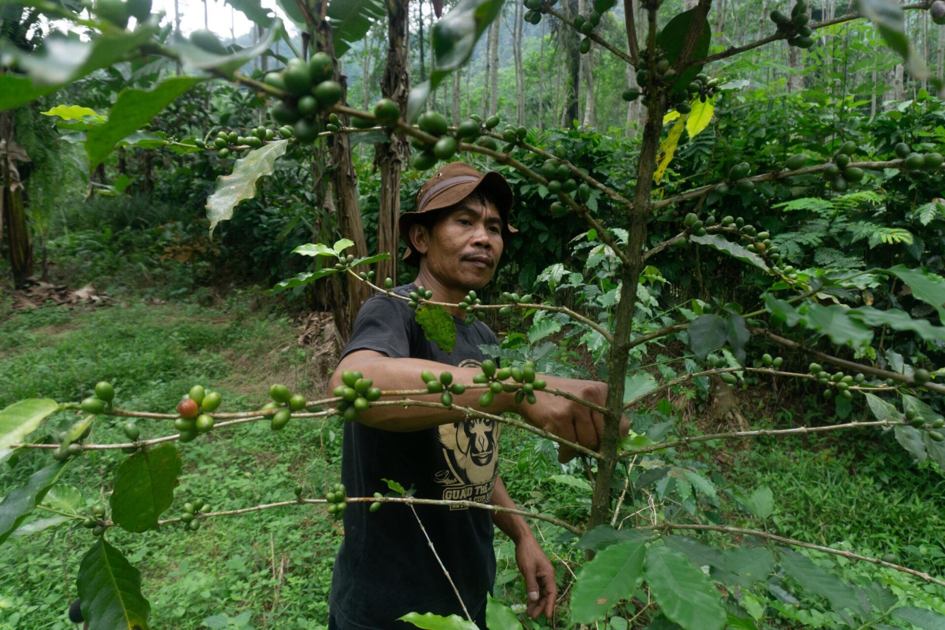 Tasuri, former wildlife, and wood hunter taking care of a coffee tree that grows wild in a tropical rain forest in Pekalongan, Central Java, Indonesia