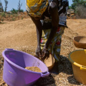 Millet processing