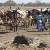 Pastoralism has become challenging in countries in the Sahel region such as Burkina Faso