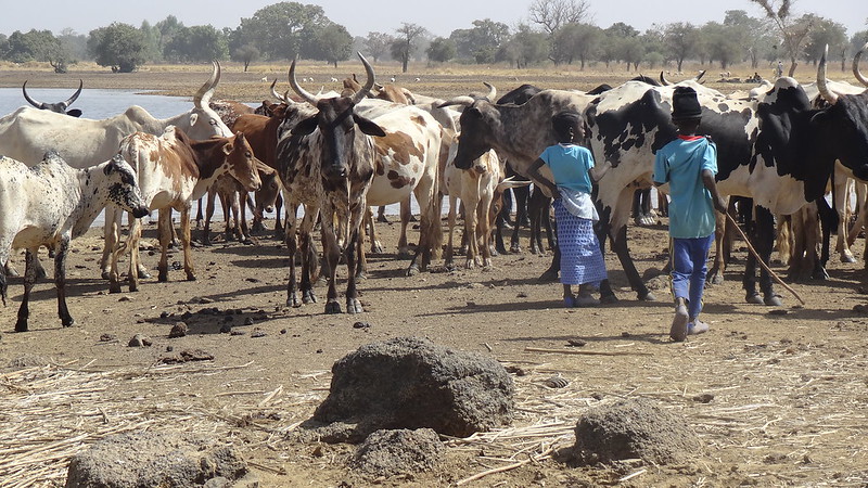 Pastoralism has become challenging in countries in the Sahel region such as Burkina Faso