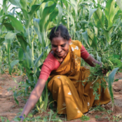 gender mainstreaming