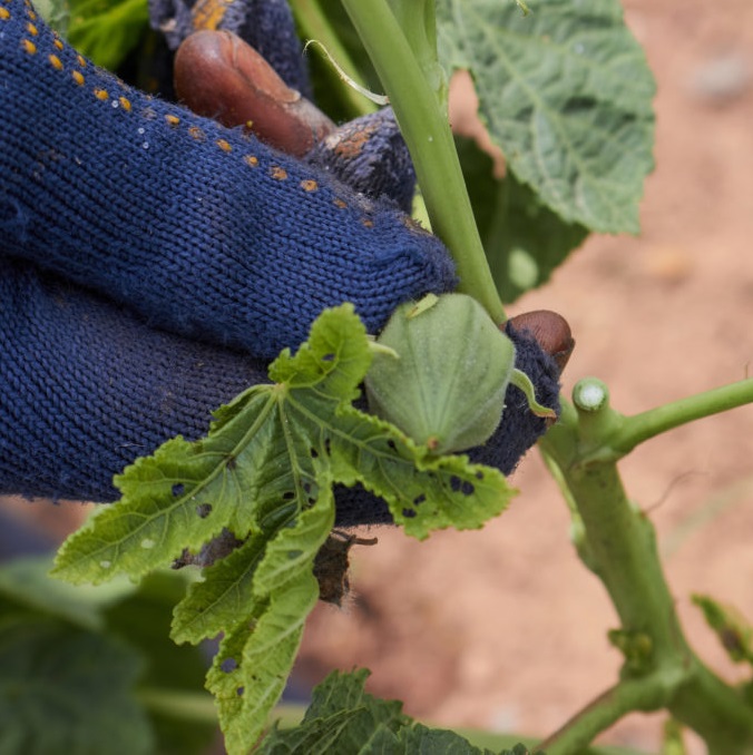 Hands in blue gloves touching an okra plant