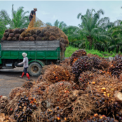 Uploading freshly harvested oil palm fruit bunches. Photo: migin / Getty.