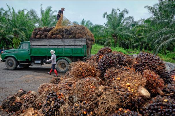 Uploading freshly harvested oil palm fruit bunches. Photo: migin / Getty.