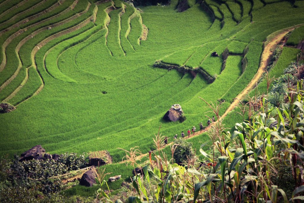 Rice production in Vietnam affects the food security of many – all over the world. Photo: Unsplash / Siamak Djamei