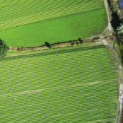 Aerial photo of green agriculture fields in Norway