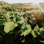 A field of green-leafed plants with the sun shining through